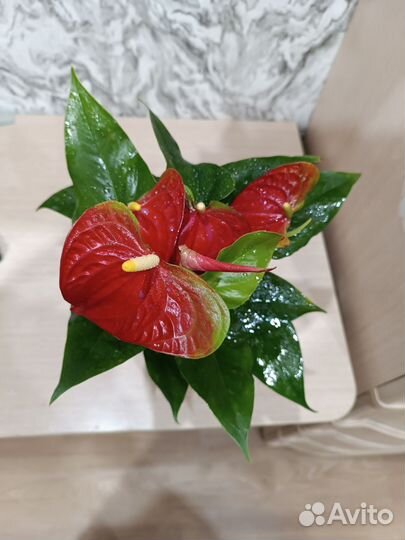 Антуриум красный