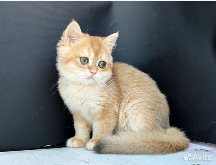 Девочка, ny12