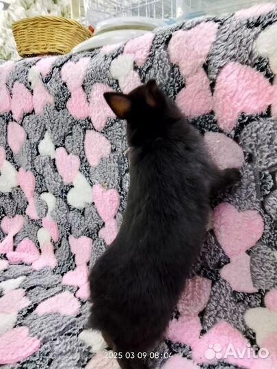 Кролик декоративный