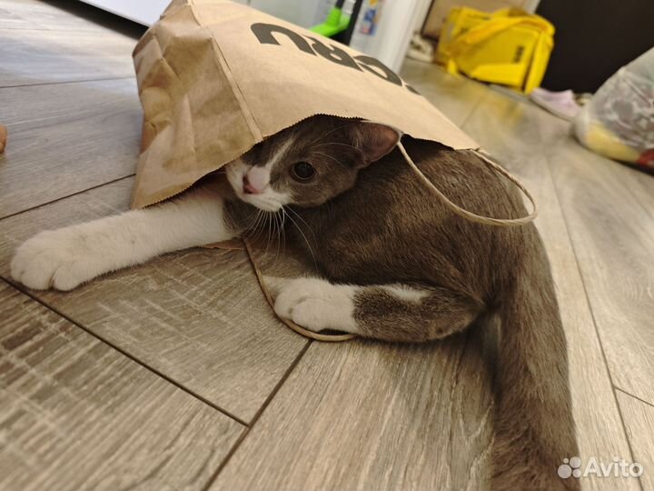 Отдам бесплатно котика