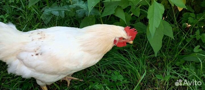 Петухи домашние