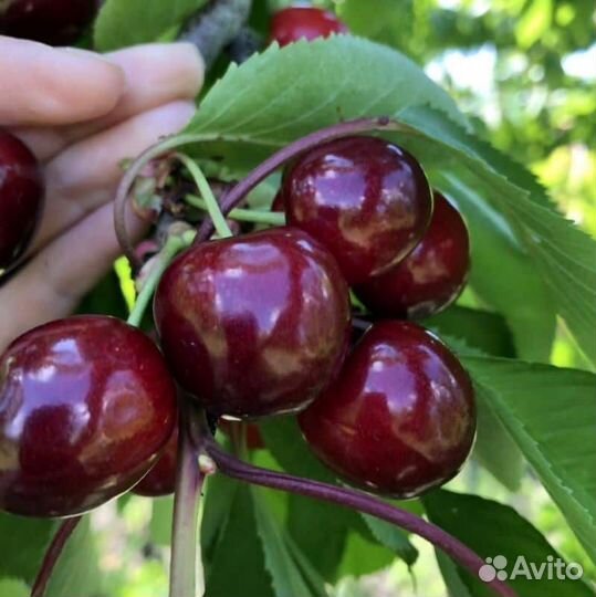 Черешня крупноплодная
