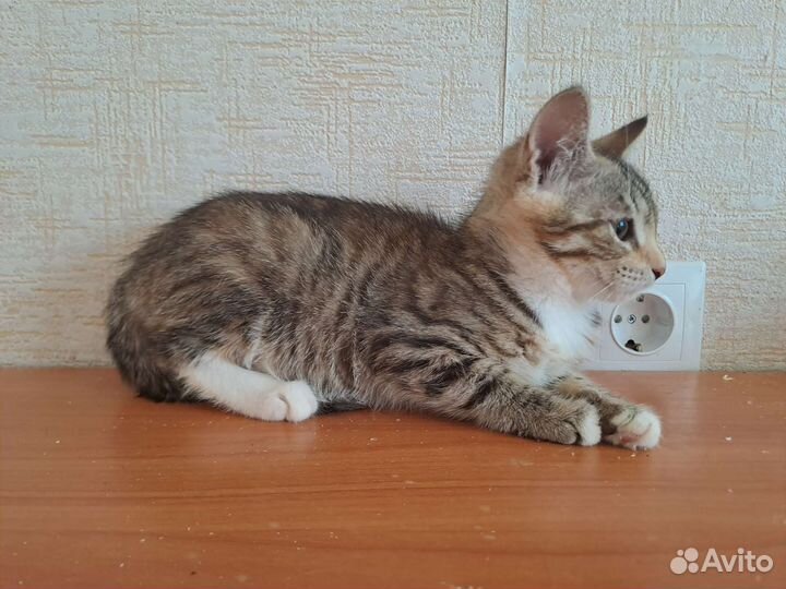 Котенок 4 месяца