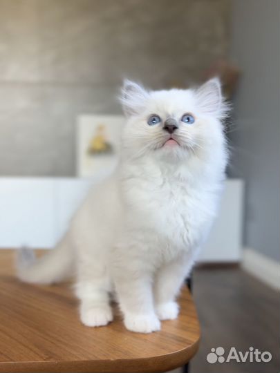 Мальчик рэгдолл Tyson