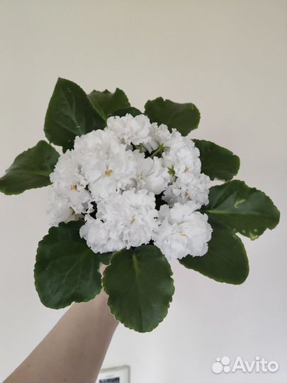 Фиалки - листочки