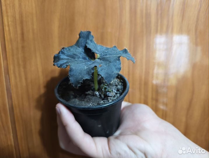 Комнатные растения цветы