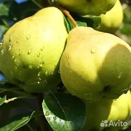 Саженцы яблонь и груш