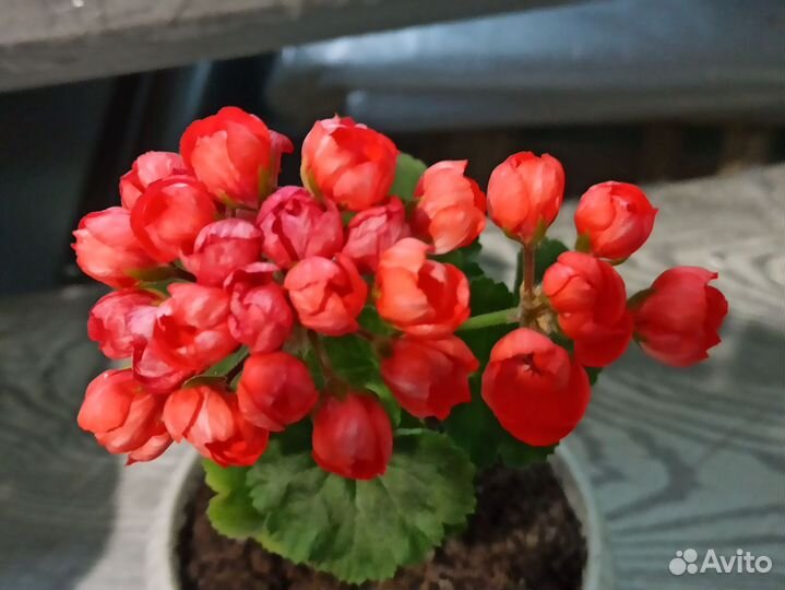 Пеларгония герань Red Pandora