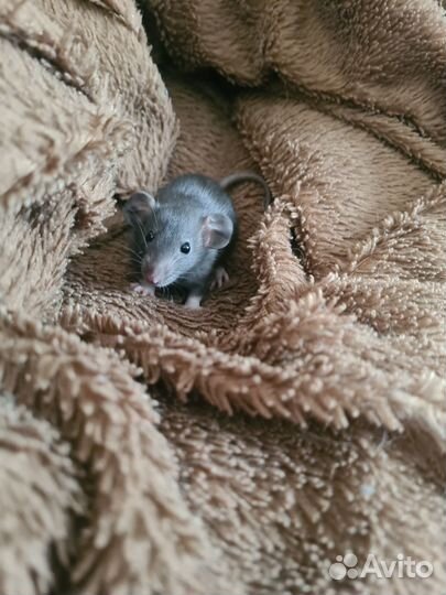 Декоративная крыса