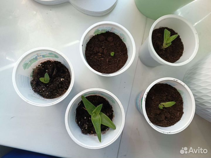 Алоэ-вера толстый лист