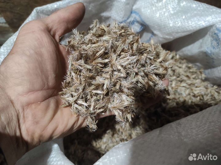 Семена мордовника