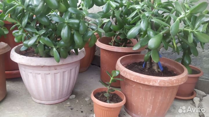 Цветок Толстянка или денежное дерево