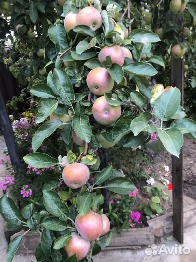 Яблоки домашние