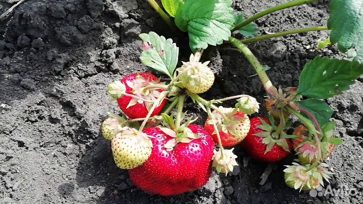 Саженцы (рассада) клубники на 2023 год