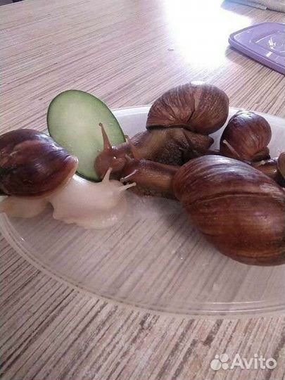 Улитки ахатины в дар