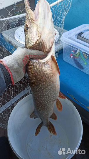 Рыбалка с гидом в Чебоксарах