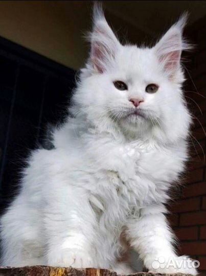 Котята мейн-кун