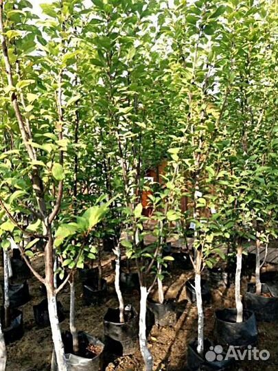 Саженцы виноград Десертный Розовый