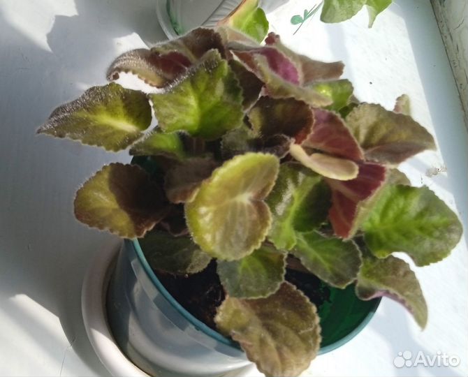 Комнатные цветы