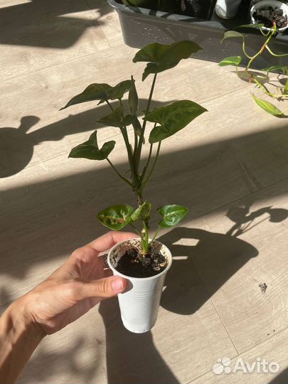 Сингониумы