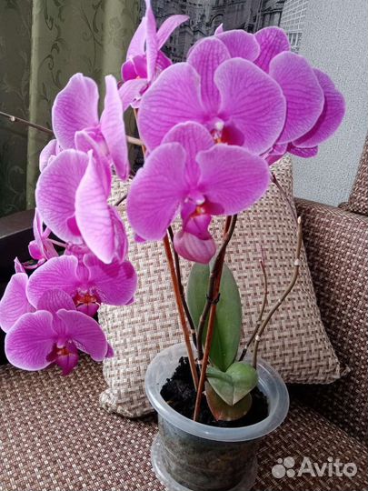 Орхидея дендробиум