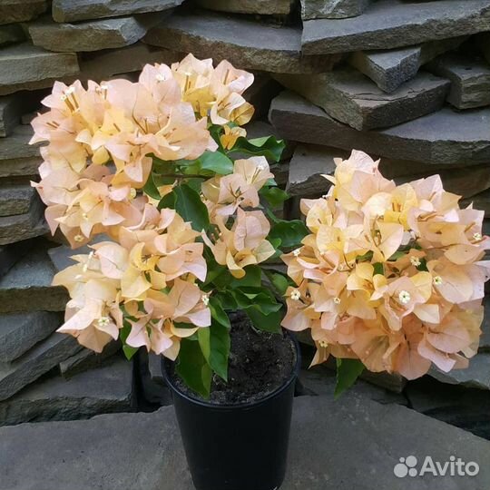 Бугенвиллии