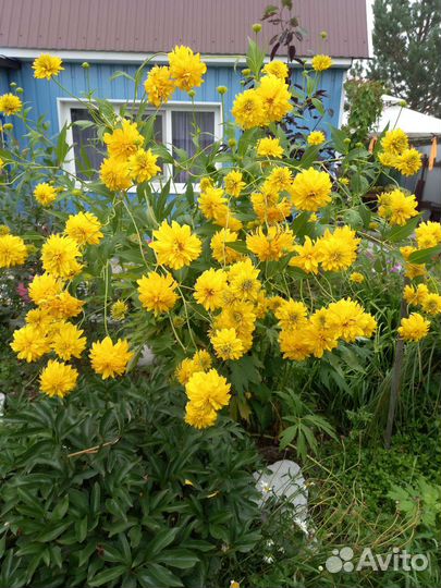 Многолетние садовые цветы