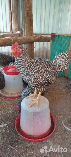 Молодые петухи