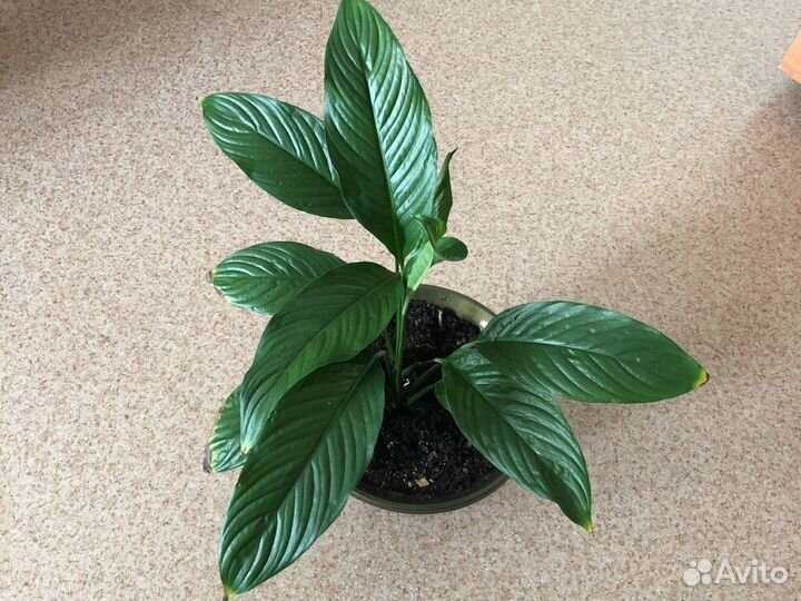 Спатифиллум