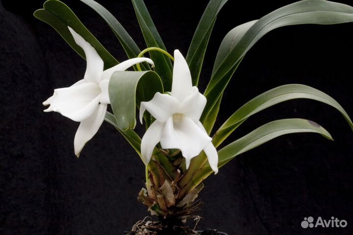 Орхидея. Ангрекум. Angraecum magdalenae