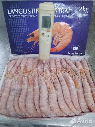 Аргентинская креветка