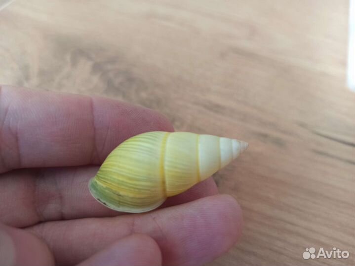 Морская раковина