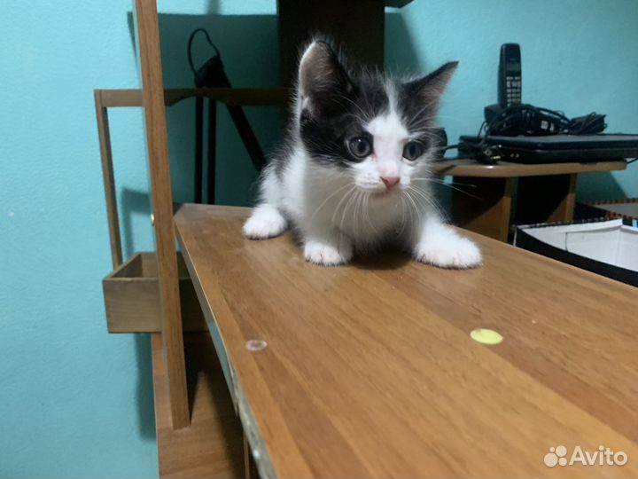 Отдам котят