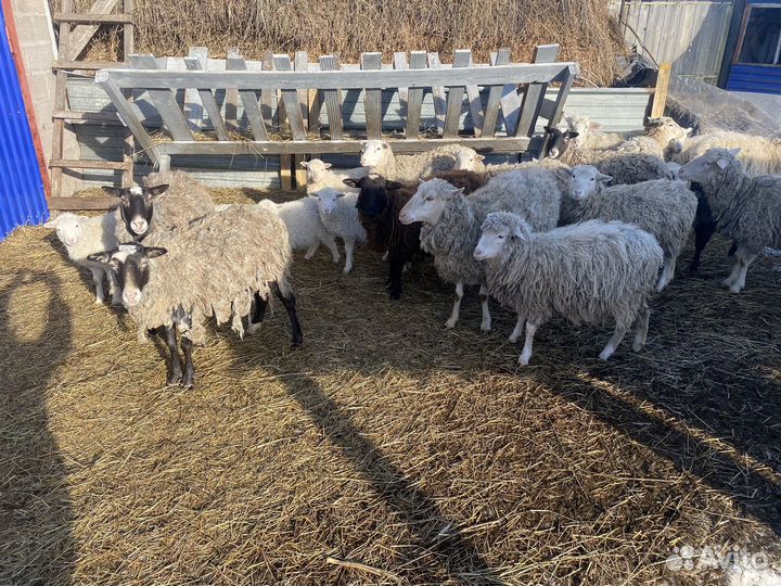 Продам овец с ягнятами