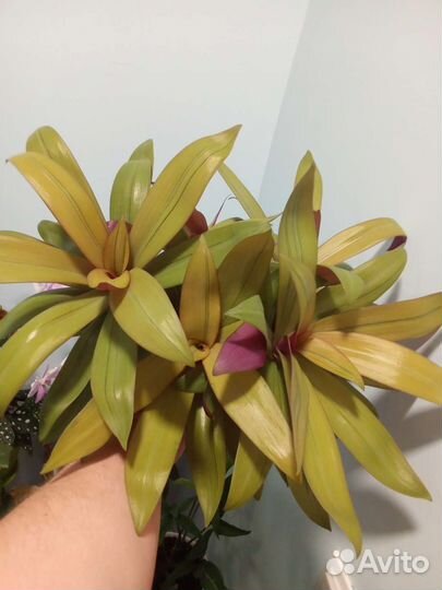 Рэо(sitara gold) жёлтый