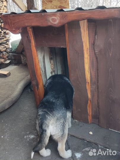 Собачья будка