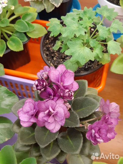 Фиалки.Мини и стандарт