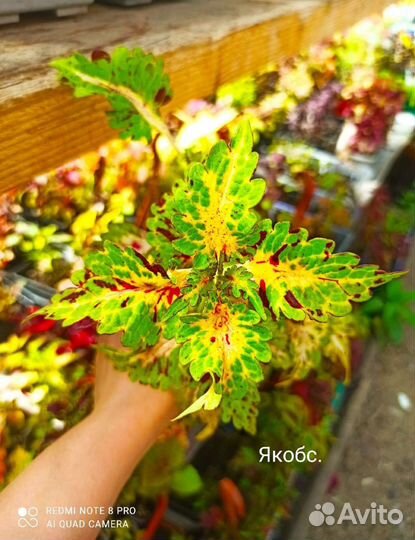 Семена колеусов часть 1