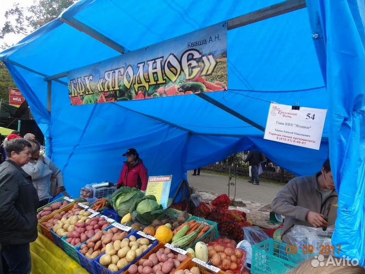 Семенной картофель