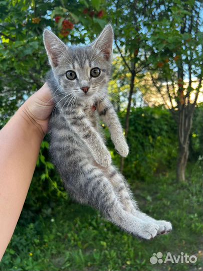 Котята ищут дом