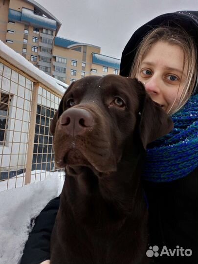 Выгул собак