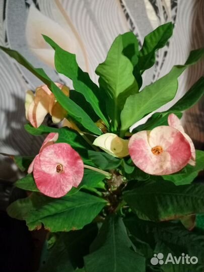 Эуфорбия миля