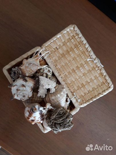 Морские ракушки раковины