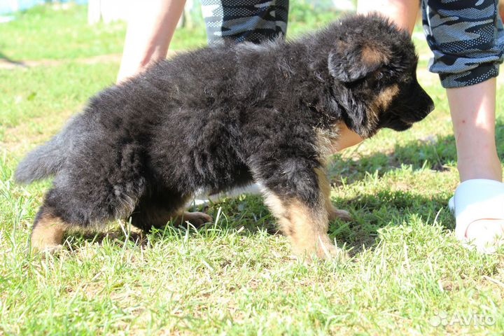 Красивейшие щенки дш овчарки
