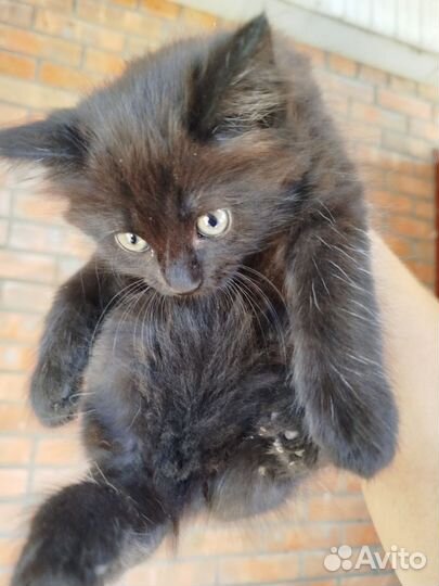 Отдам кошек