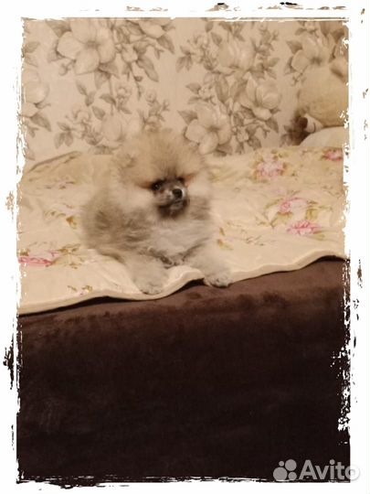 Померанский шпиц медвежьего типа микро