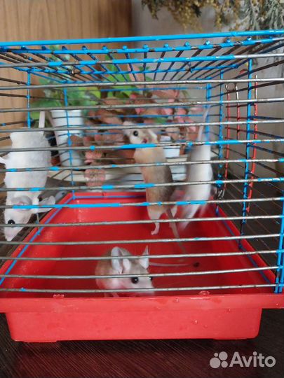 Иглистые мыши и Дегу- Чилийская белка (малыши)