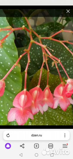 Папоротник и бегония