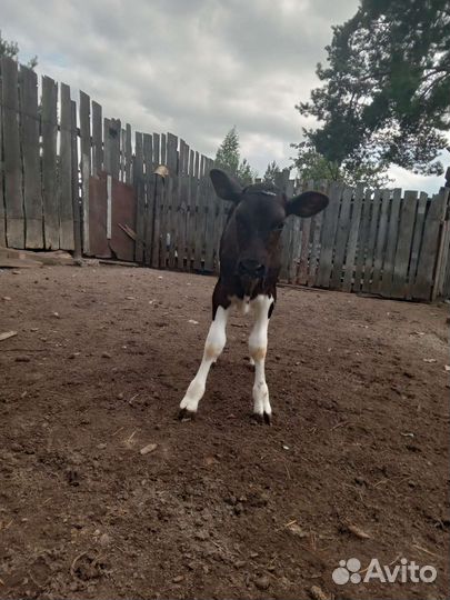 Телочка 2 месяца