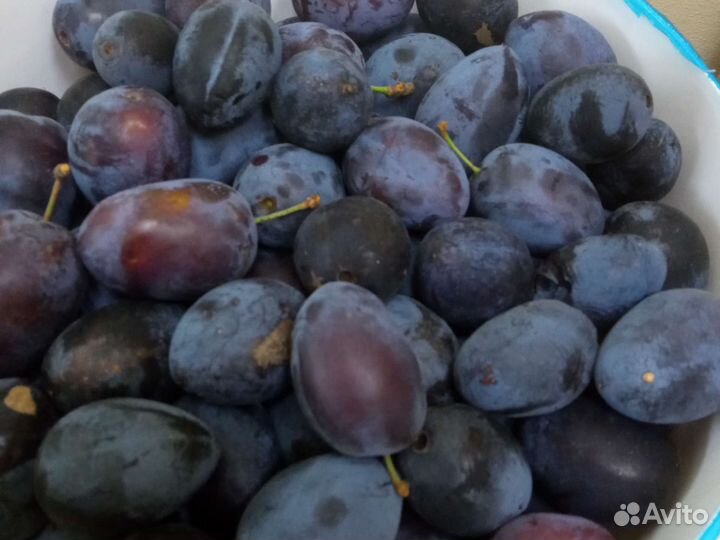 Слива чернослив